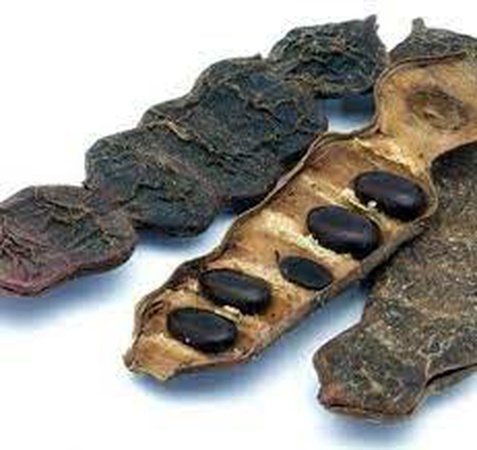 Семена бонсай