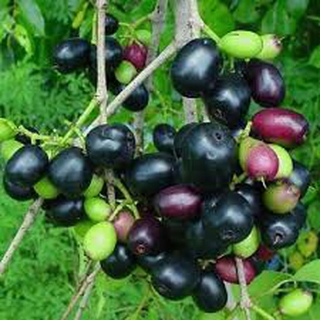 Syzygium Kreuzkümmel (Jamun Samen)