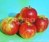 APPLE VARIETY BESSEMYANKA MICHURINSKAYA