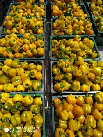 Bulgarian pepper "California"