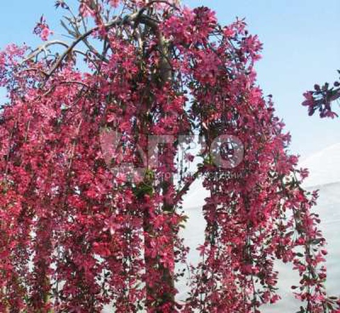 ЯБЛОНЯ ПЛАКУЧАЯ ROYAL BEAUTY