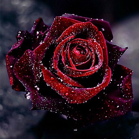 red rose
