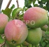 ЯБЛОНЯ СОРТ ЛЕТНЕЕ НЕЖНОЕ