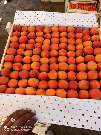 ОВОЩИ И ФРУКТЫ