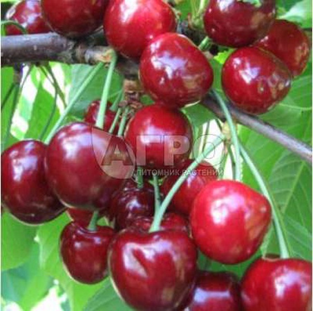 شيري فاريتي أولينكا