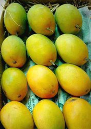 Свежие фрукты манго готовы экспортировать манго чаунса / синдхри из Пакистана