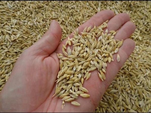 Ячмень фуражный