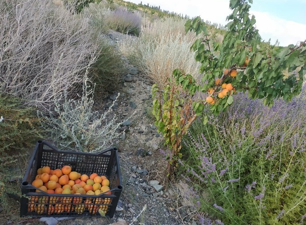 Продаю абрикос оптом с доставкой или без