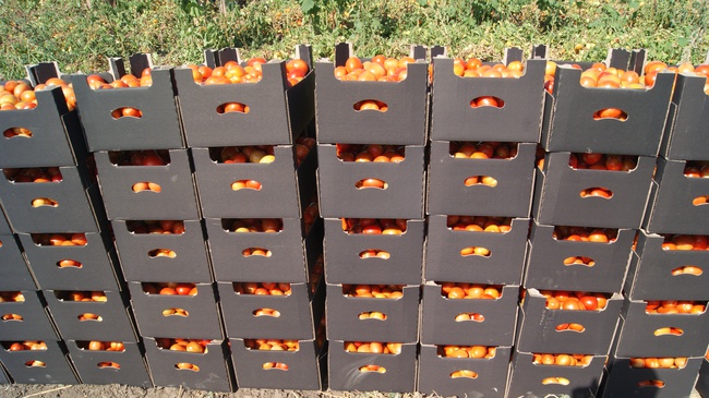 Томат сливка,  качество отличное от производителя