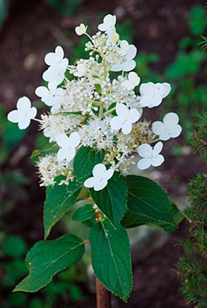 Гортензия метельчатая "Киушу"