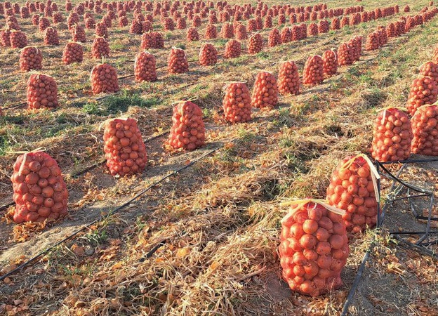 Лук репчатый