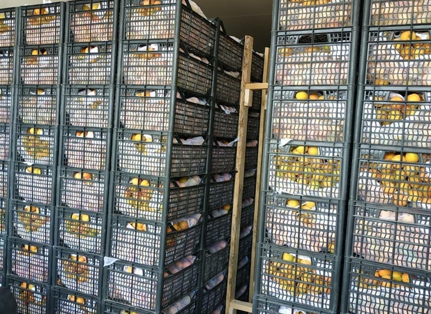 Продаю абрикос оптом с доставкой или без