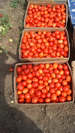 Томат сливка,  качество отличное от производителя