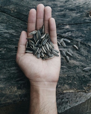 Selected good seeds for sunflower oil