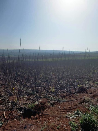 Саженец грецкого ореха Чандлера