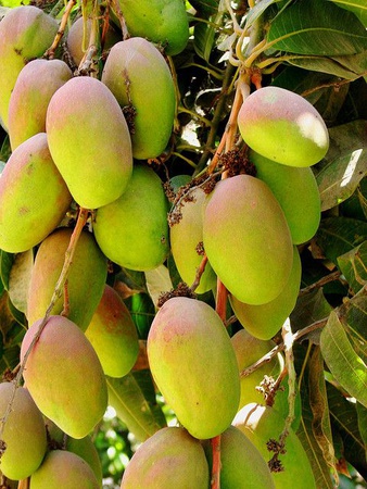 Kesar Mango