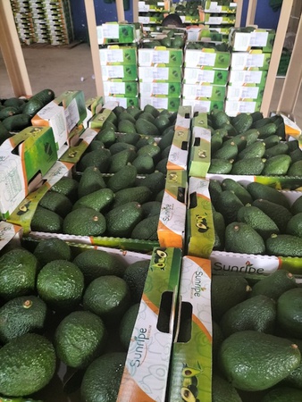 Премиум танзанийский авокадо Хасс