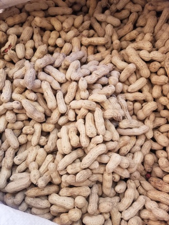 Арахис в скорлупе. Экспорт из Узбекистана