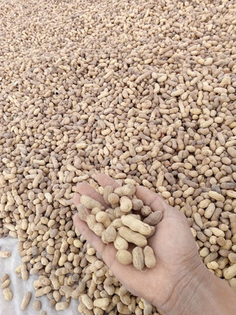 Арахис в скорлупе. Экспорт из Узбекистана