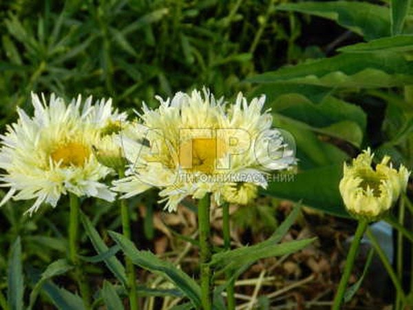 НИВЯНИК GOLDRAUSCH