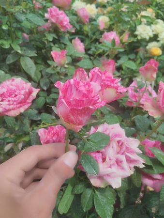 Rose Garden Uz