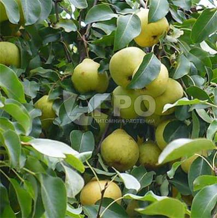 PEAR VARIETY AUTUMN YAKOVLEVA