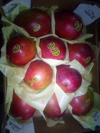 Mango çeşidi Kent, Kate (Mısır)