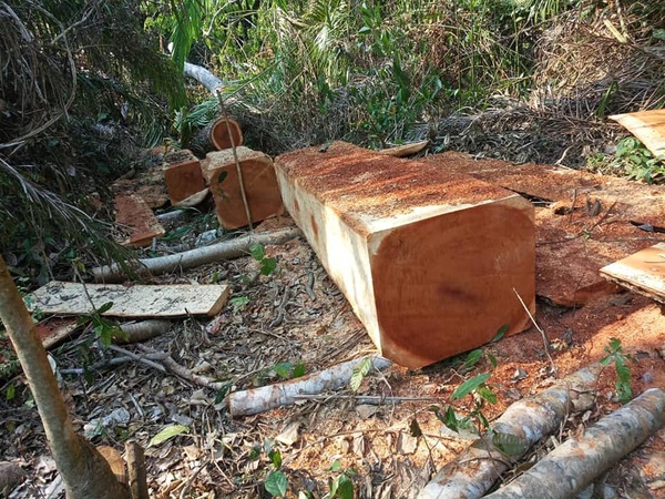 ДЕРЕВЯННЫЕ Бревна СРЕДНЕГО ДИАМЕТРА 80 СМ ИЗ КАМЕРУНА ДОУССИ КОССО ТАЛИ