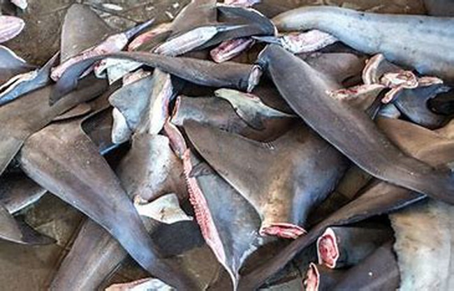 Köpekbalığı yüzgeci balığı