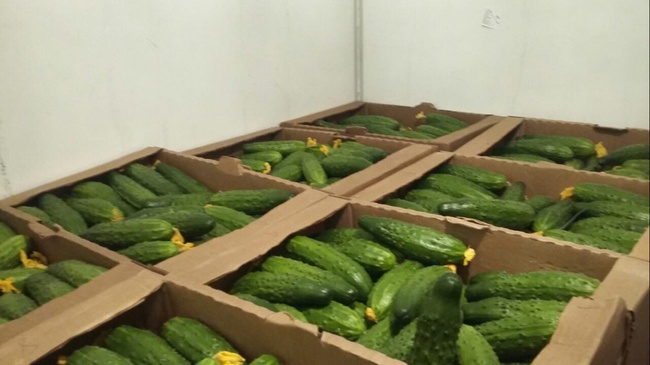 Огурцы (Эстафета, Мева) оптом. Агрофирма
