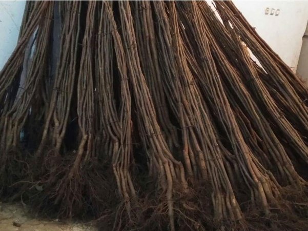 Саженец грецкого ореха Чандлера