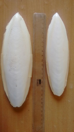 Кости каракатицы