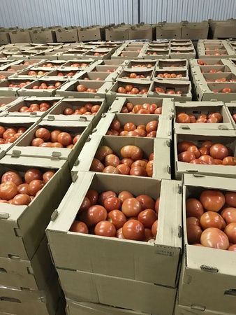 Помидоры (Томаты) Красные, Розовые, Сливка, на Ветке Оптом