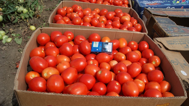 Томат сливка,  качество отличное от производителя