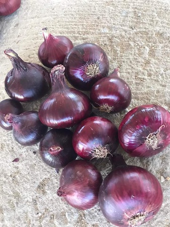 Лук Красный, Золотой