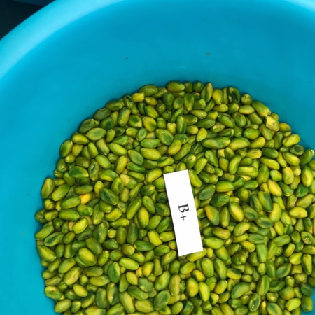 Pistachio