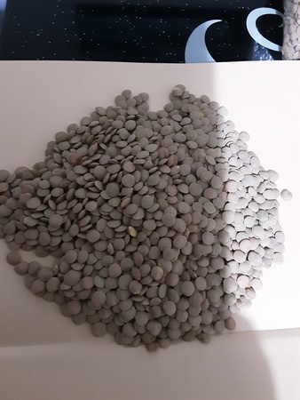 Зелёная чечевица