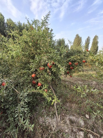 taze nar ihracata hazır ve diğer meyveler
