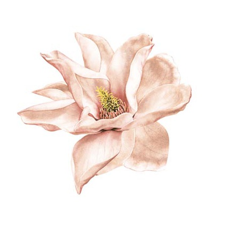 سيرجينيتي S-0060