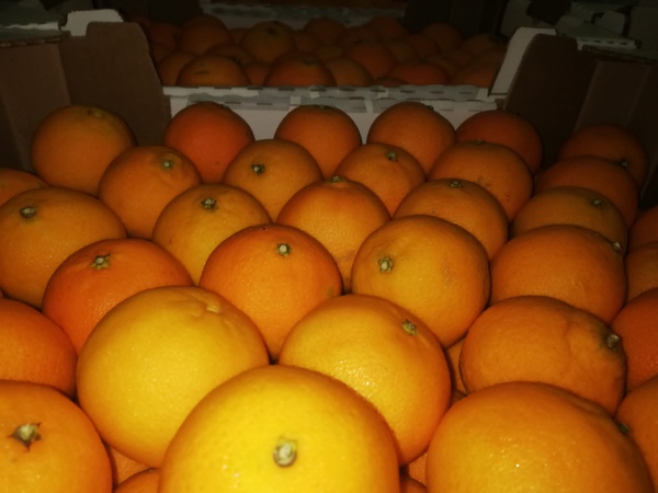 Mandarins from Morocco