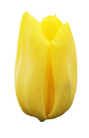 Тюльпаны оптом на 8 марта Strong Gold Триумф