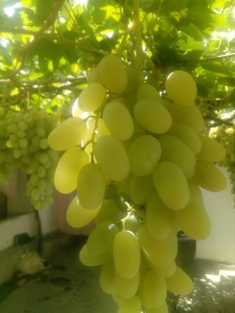 Üzüm Özbekistan Toptan