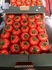 Tomato directly from a supplier in Turkey