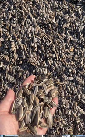 Семечка кондитерская (снеки), полосатая коричневая