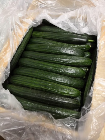 Тепличный Огурец Гладкий Демарраж, Мева Оптом