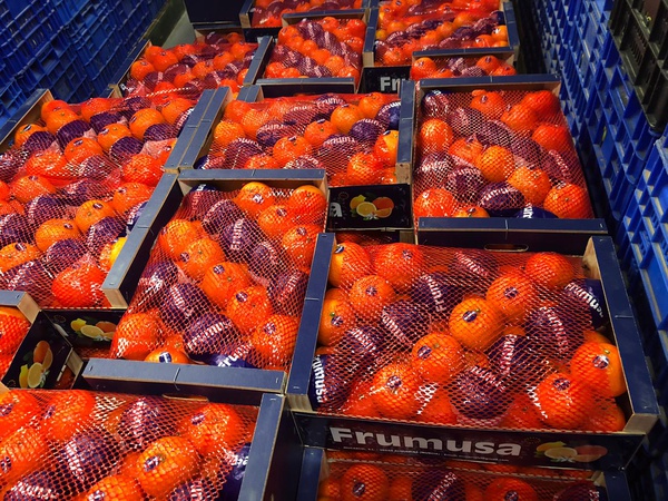 Mandarins from Morocco