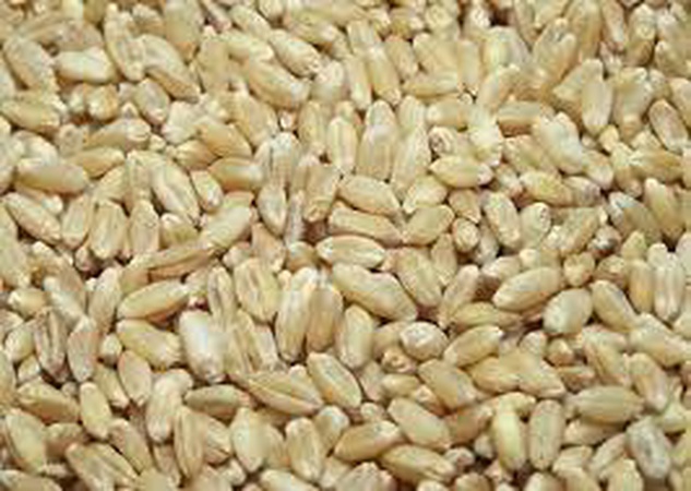 Зерно пшеницы для продажи