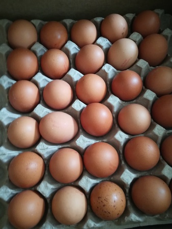 Maikuduk EGGS