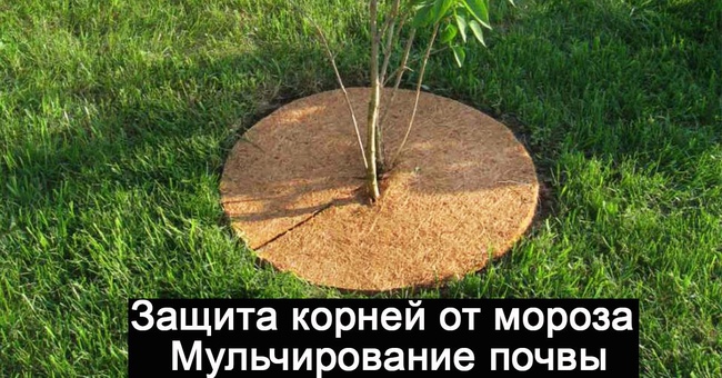 Приствольный круг из кокосового волокна EuroCocos диаметр 60 см