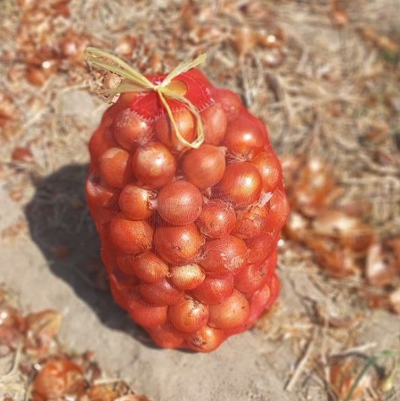 Лук репчатый